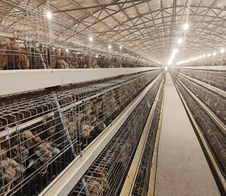 A Type Pullet Cage