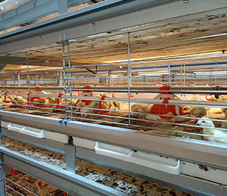 H Type Automatic Harvest Broiler Cage System