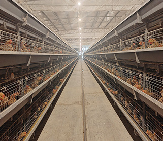 H Type Broiler Cage System